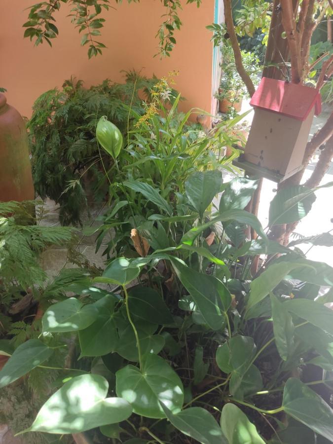Recanto Toca Das Plantas De Ilhabela I Экстерьер фото