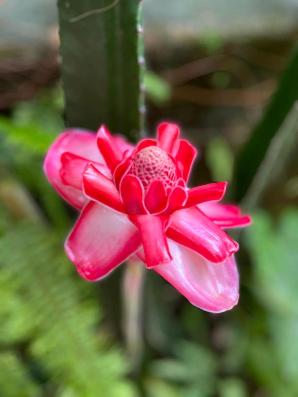 Recanto Toca Das Plantas De Ilhabela I Экстерьер фото
