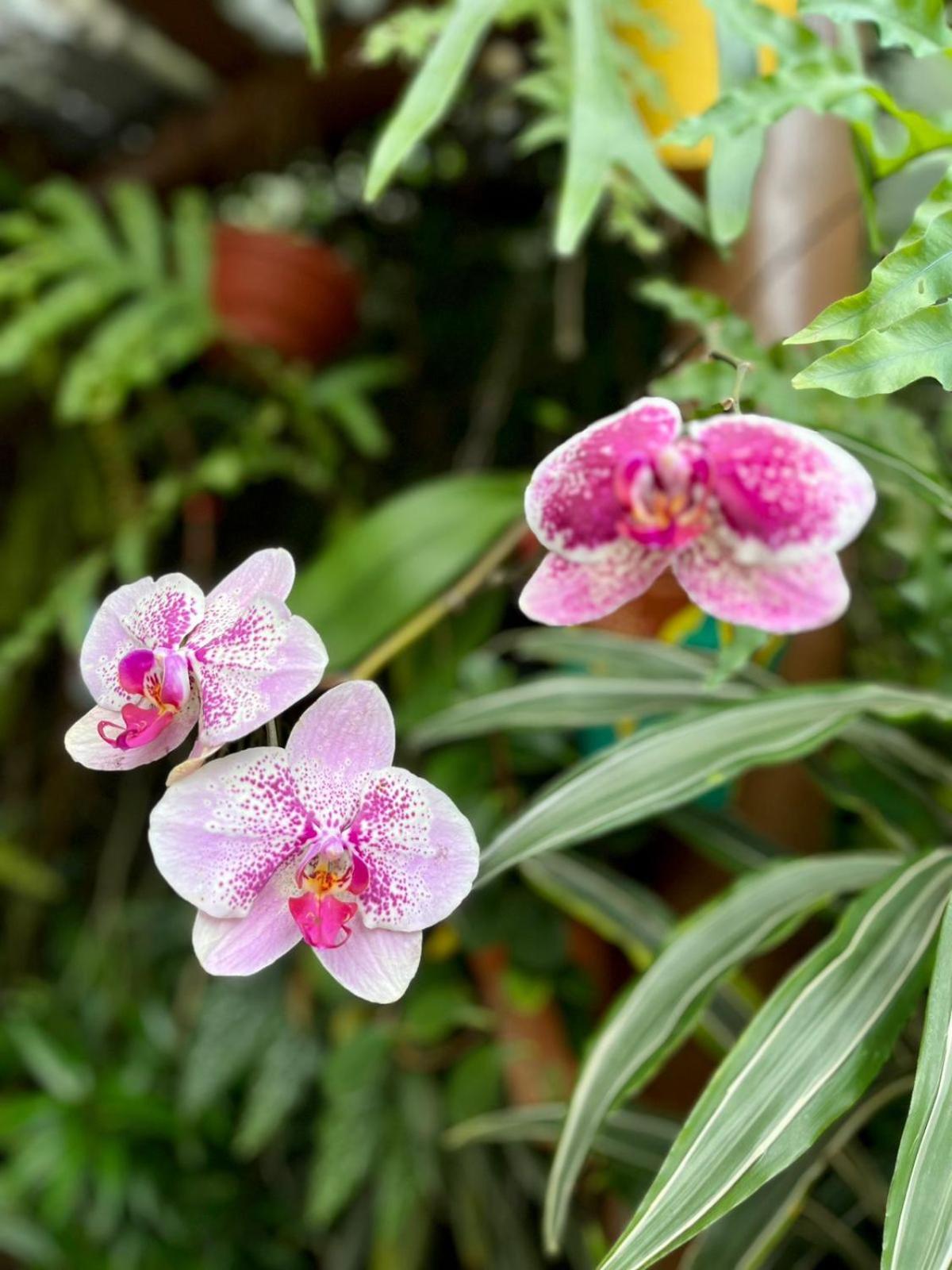 Recanto Toca Das Plantas De Ilhabela I Экстерьер фото