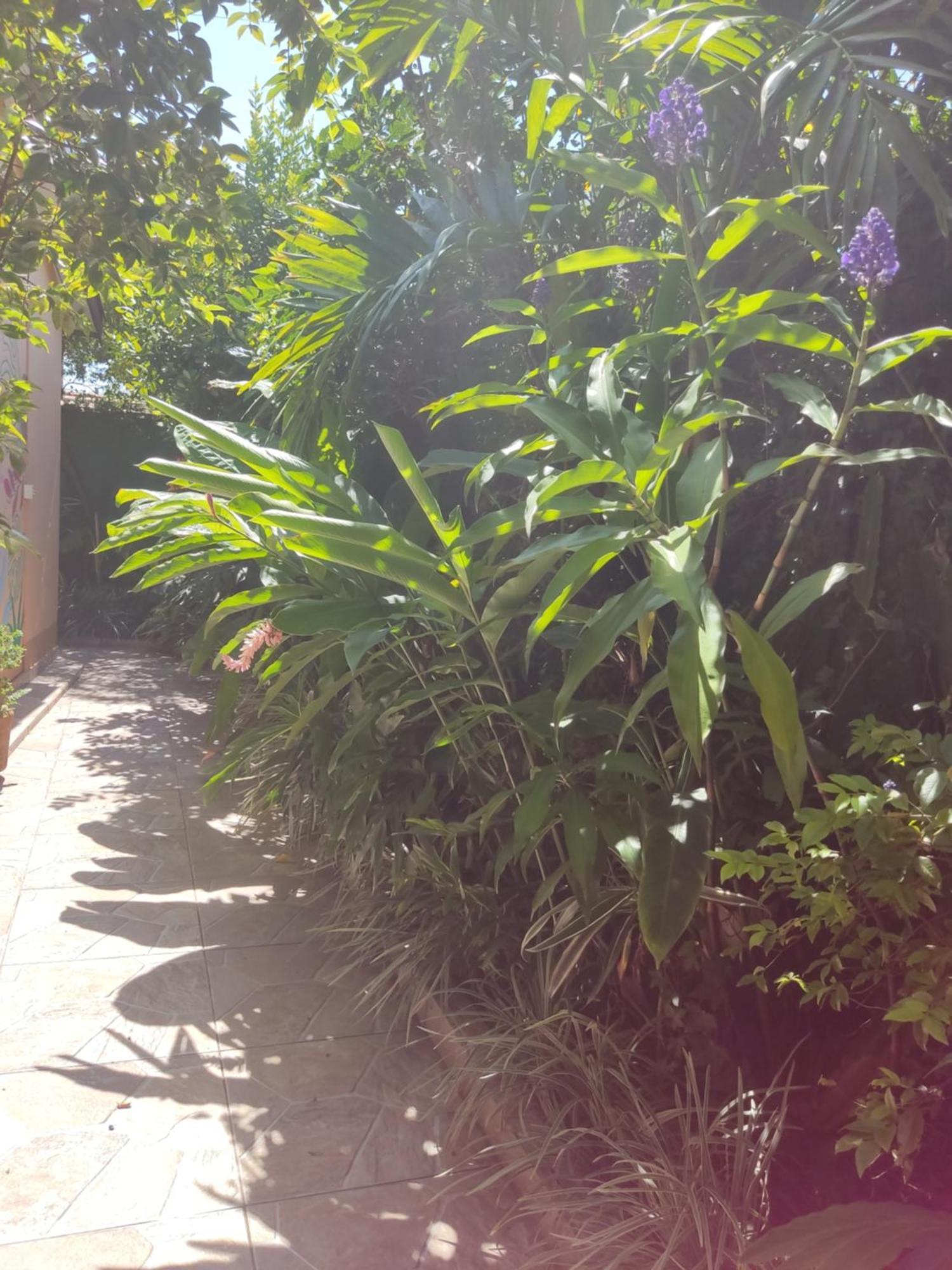 Recanto Toca Das Plantas De Ilhabela I Номер фото
