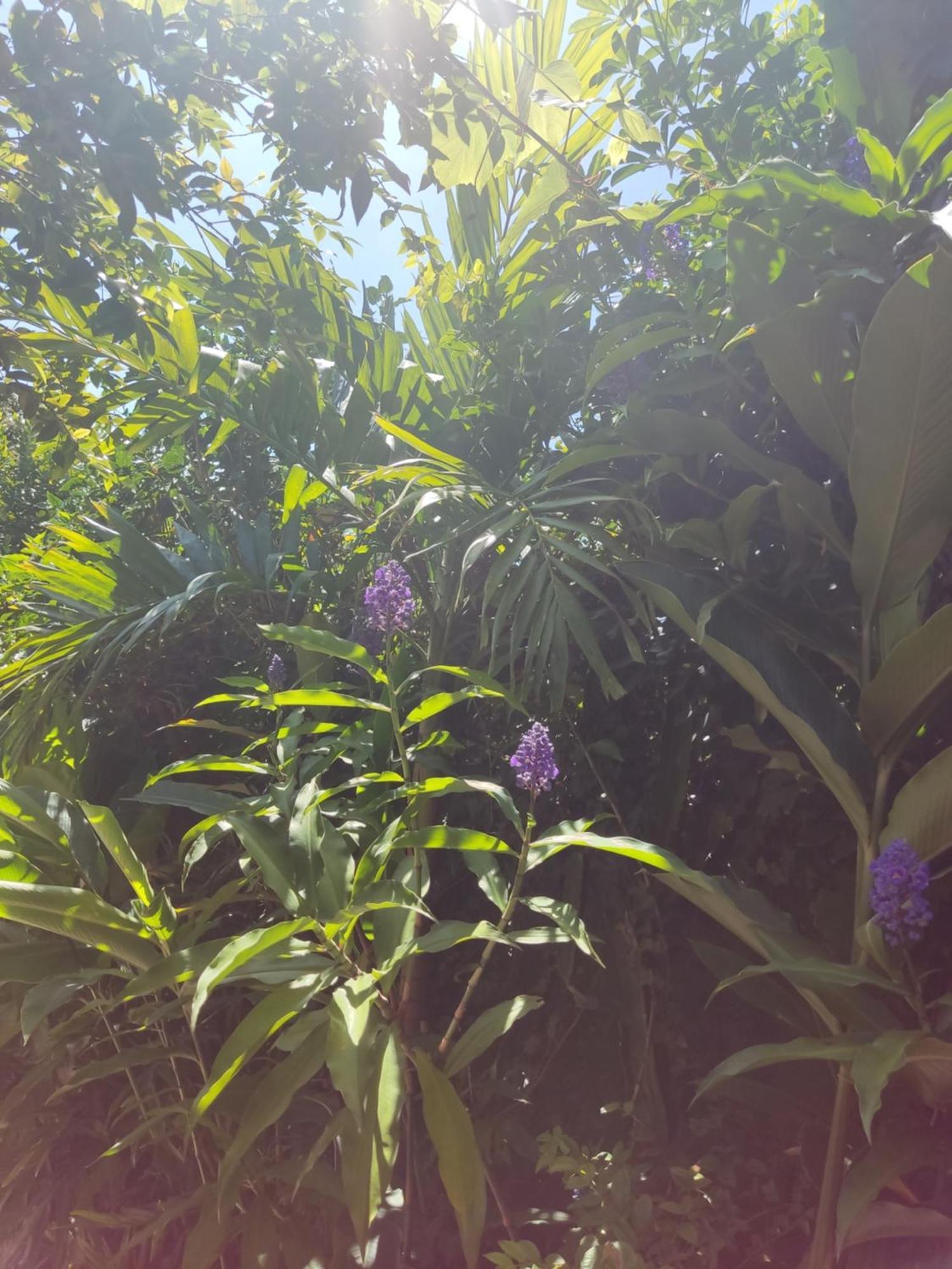 Recanto Toca Das Plantas De Ilhabela I Номер фото